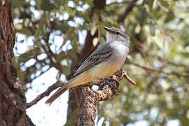 Suiriri Flycatcher