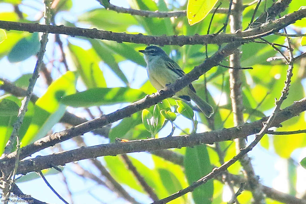 Tyranneau trompeuradulte, identification