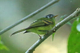 Variegated Bristle Tyrant