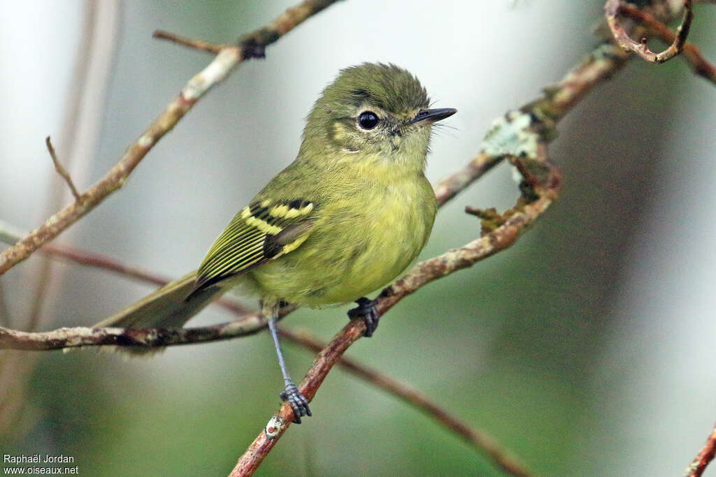 Tyranneau ventruadulte, identification