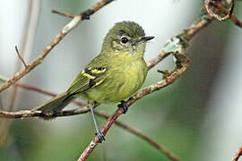 Mottle-cheeked Tyrannulet