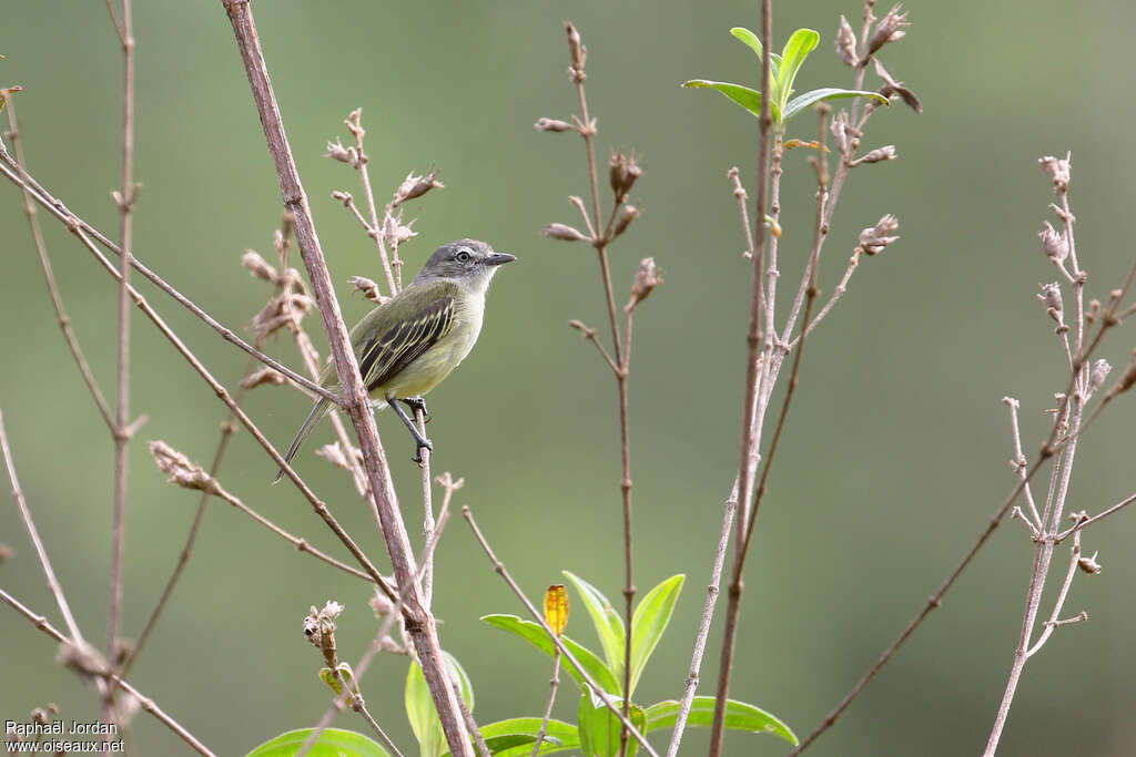 Tyranneau vifadulte, identification