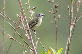 Guianan Tyrannulet