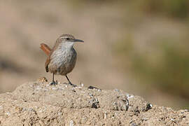 Straight-billed Earthcreeper