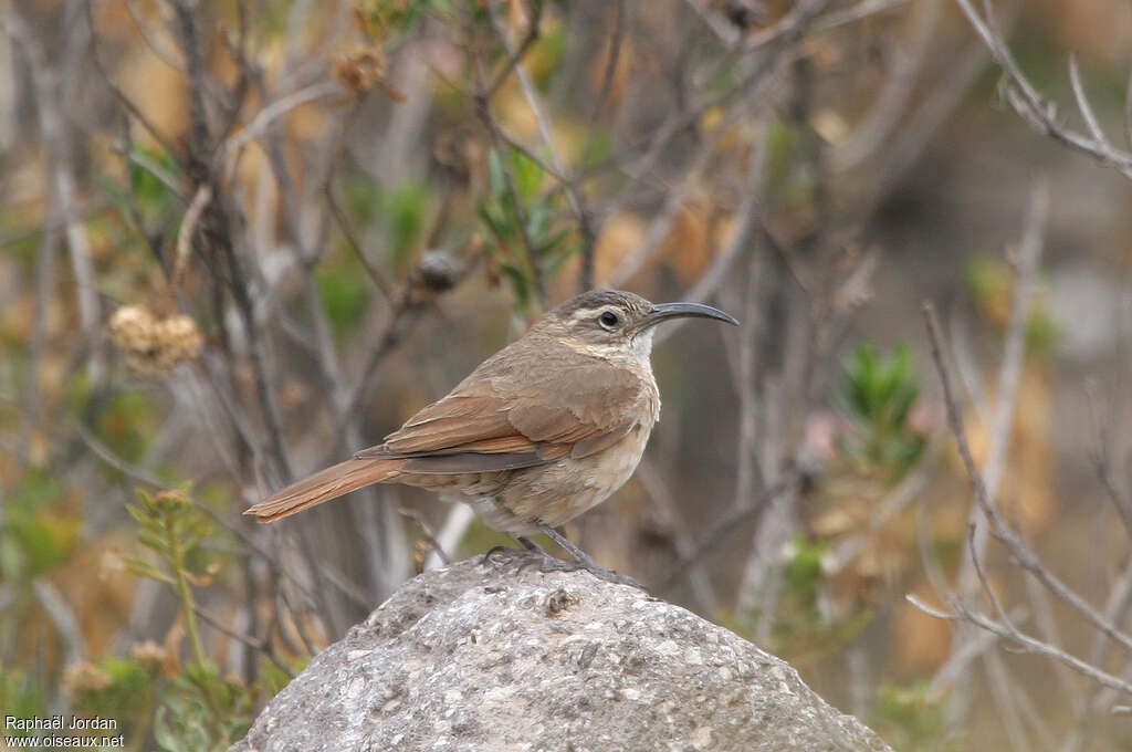 White-throated Earthcreeper