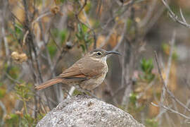 White-throated Earthcreeper