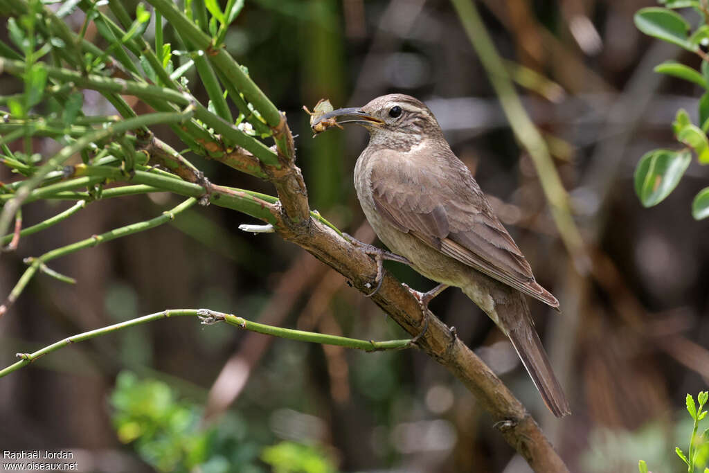 Patagonian Forest Earthcreeper adult