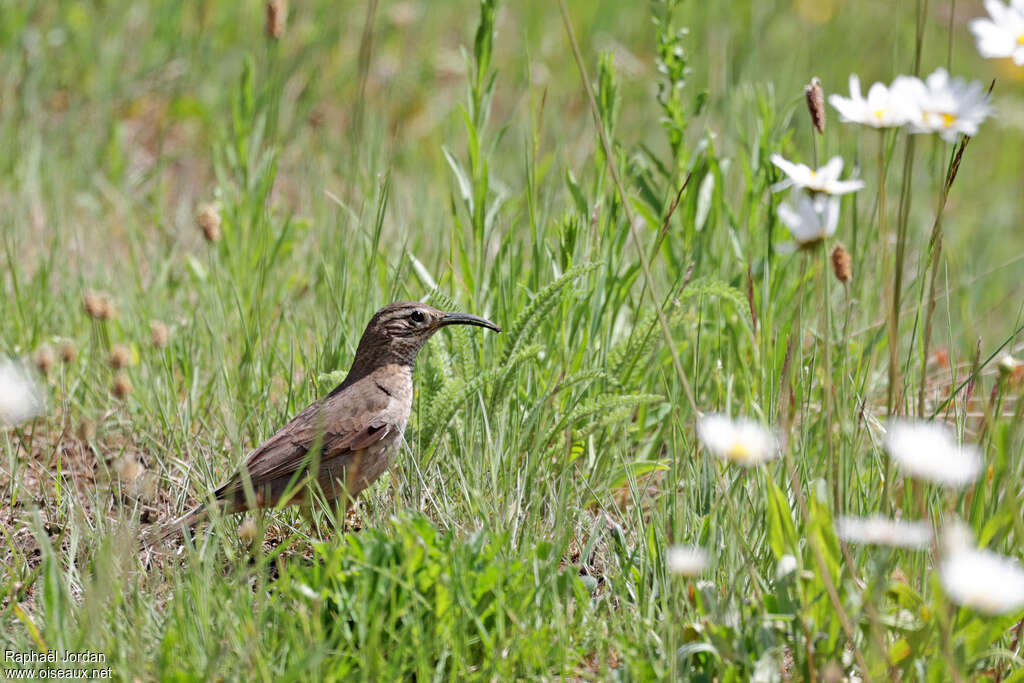 Patagonian Forest Earthcreeperadult