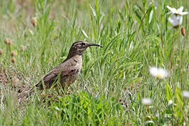 Patagonian Forest Earthcreeper