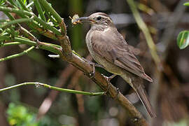 Patagonian Forest Earthcreeper