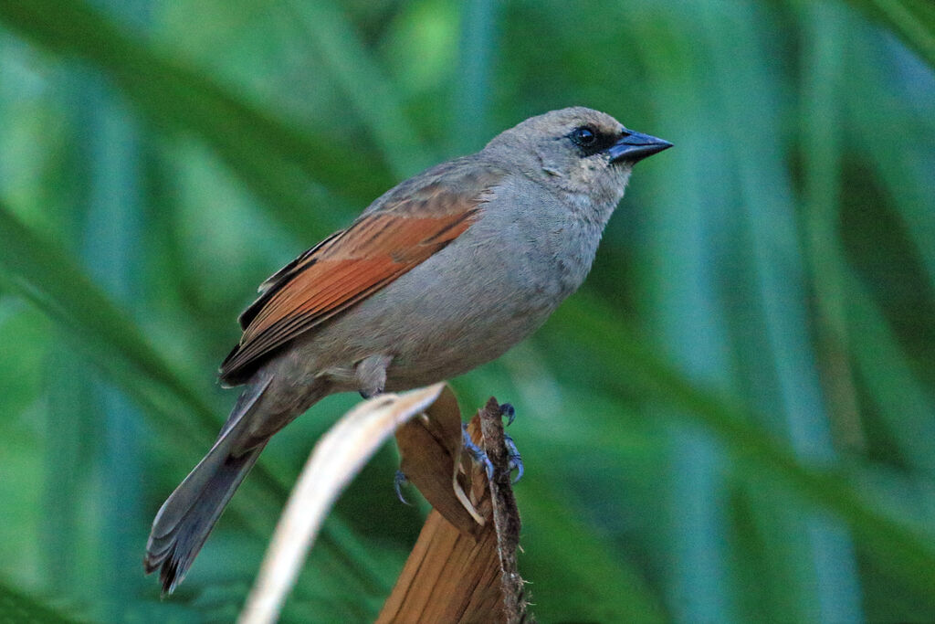 Greyish Baywingadult