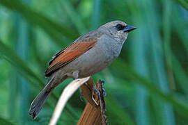 Greyish Baywing