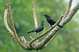 Bronzed Cowbird