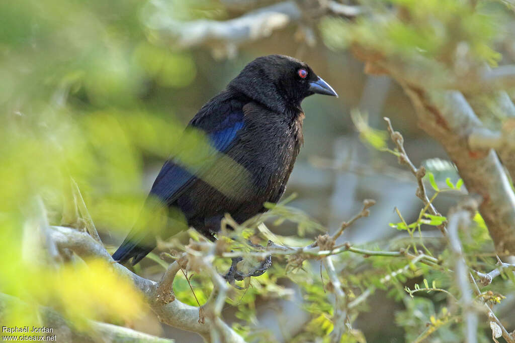 Bronze-brown Cowbird male adult, identification