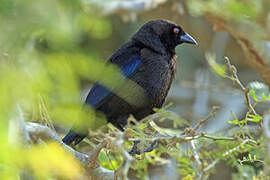 Bronze-brown Cowbird