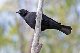 Screaming Cowbird