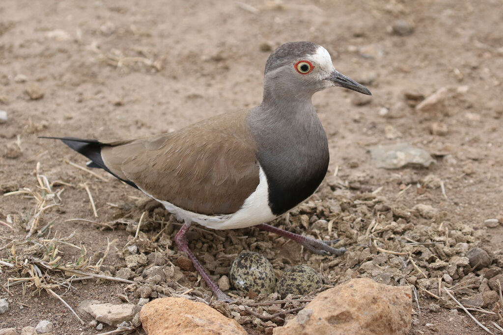 Black-winged Lapwingadult, Reproduction-nesting