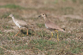 White-tailed Lapwing