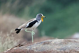 White-crowned Lapwing