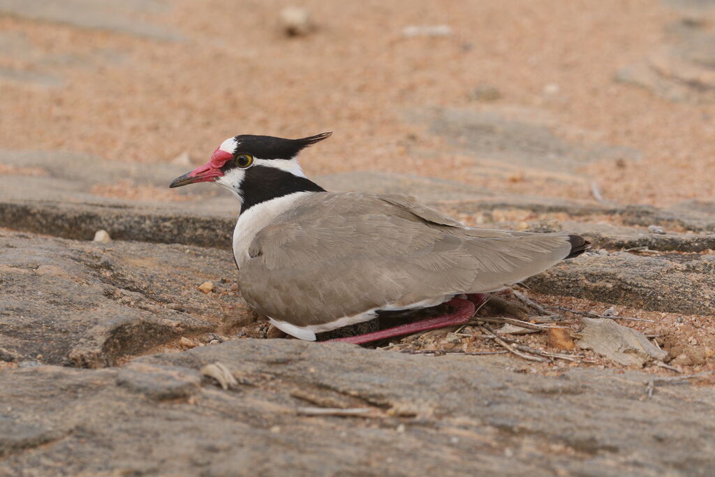 Black-headed Lapwingadult breeding, Reproduction-nesting