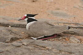 Black-headed Lapwing