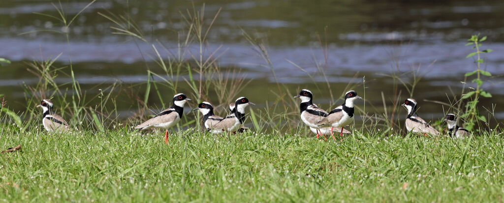 Pied Plover