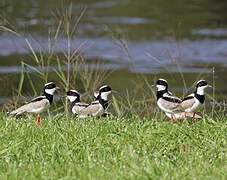 Pied Plover