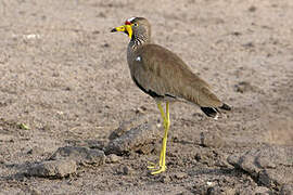 African Wattled Lapwing