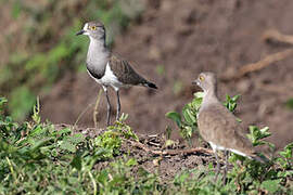 Senegal Lapwing