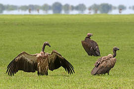 White-backed Vulture