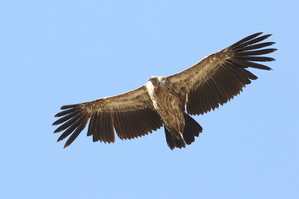 Vautour de l'Himalayaadulte