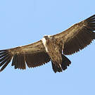 Vautour de l'Himalaya