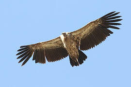 Himalayan Vulture