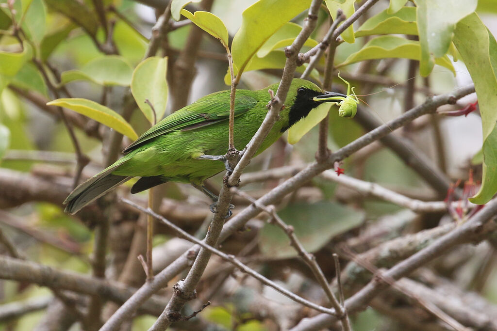 Lesser Green Leafbird male adult