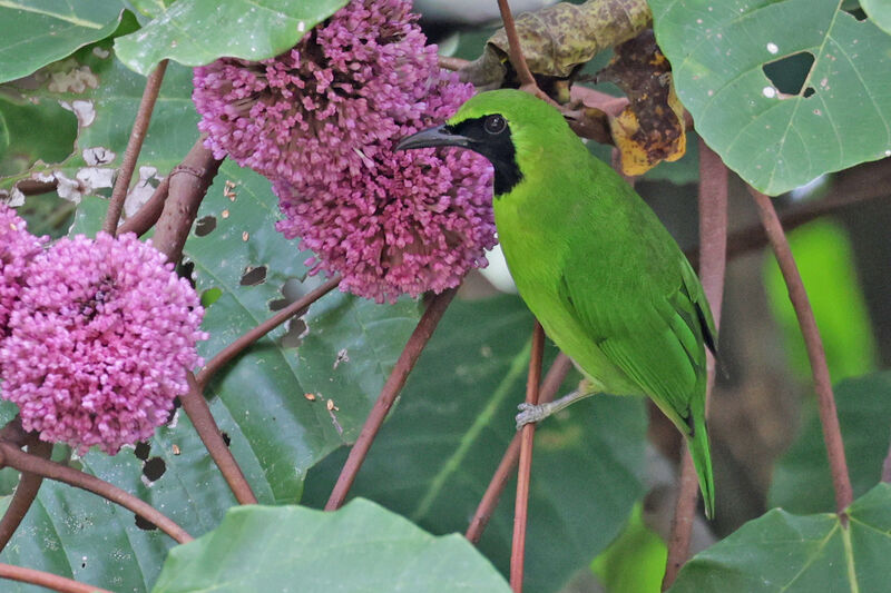 Greater Green Leafbird male adult