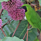 Verdin de Sonnerat