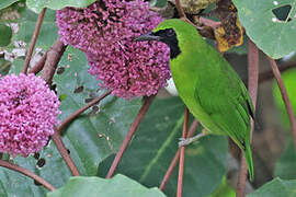 Greater Green Leafbird