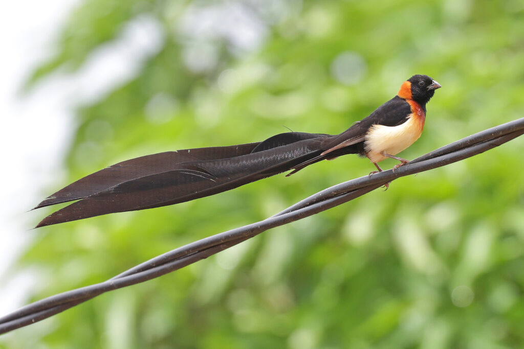 Sahel Paradise Whydah male adult breeding