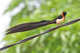 Sahel Paradise Whydah