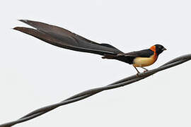 Sahel Paradise Whydah