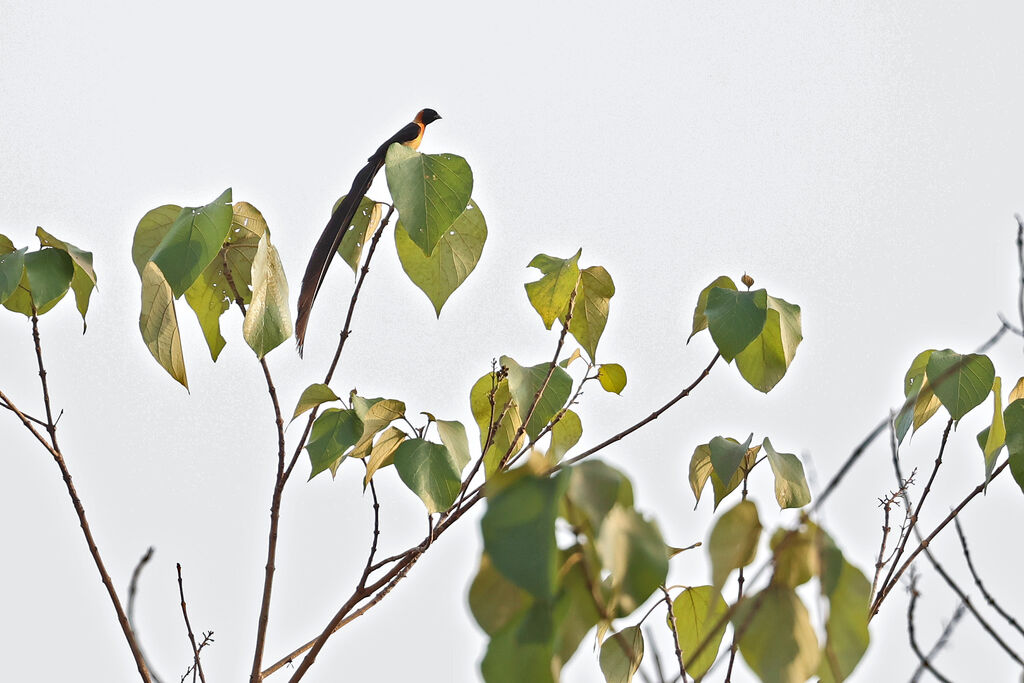 Togo Paradise Whydah male adult