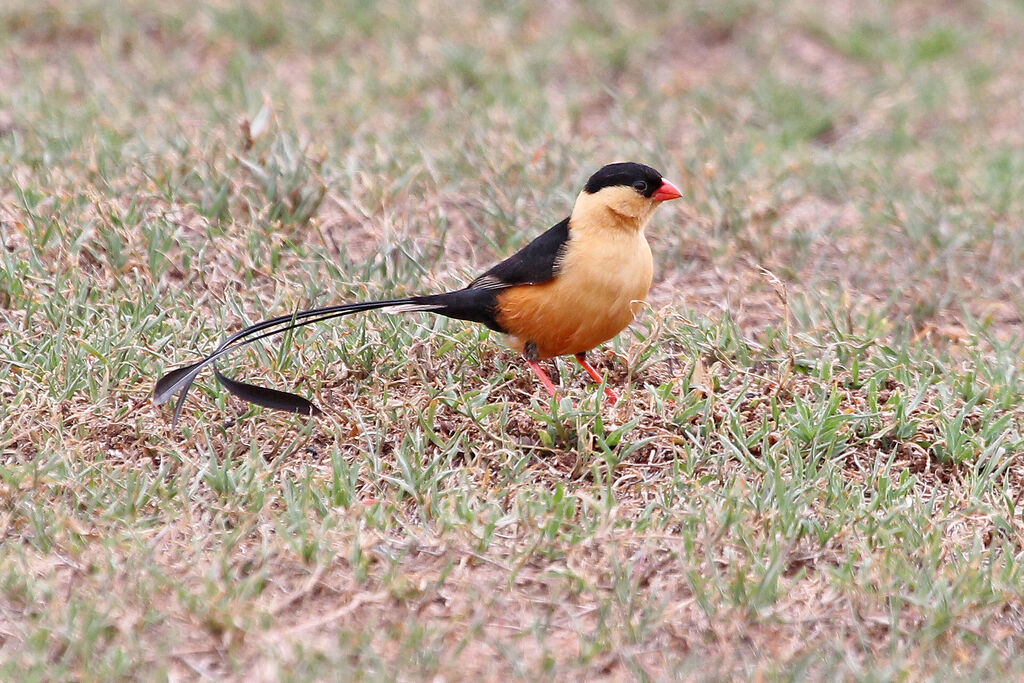 Shaft-tailed Whydah male adult breeding