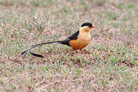 Shaft-tailed Whydah