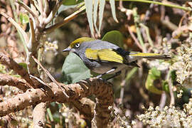 Slaty Vireo