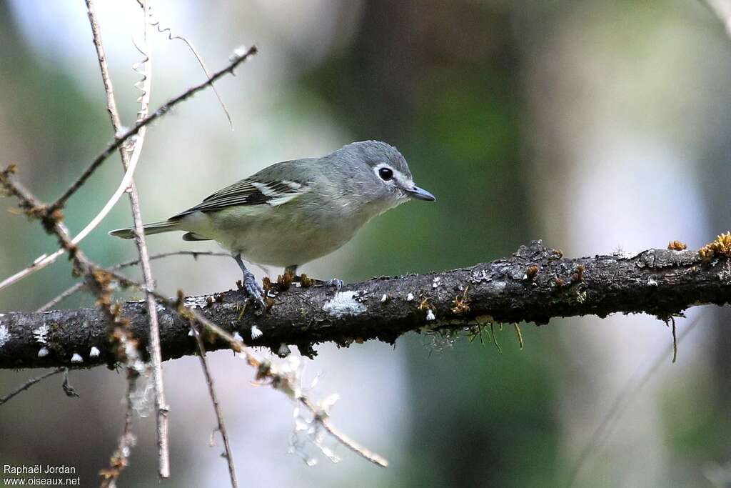 Viréo de Cassinadulte, identification