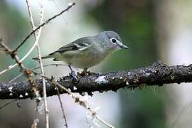 Cassin's Vireo