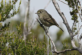 Hutton's Vireo