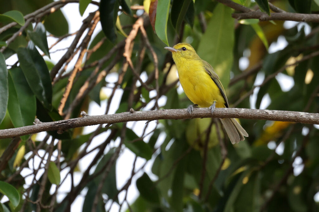 Golden Vireoadult