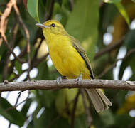 Golden Vireo