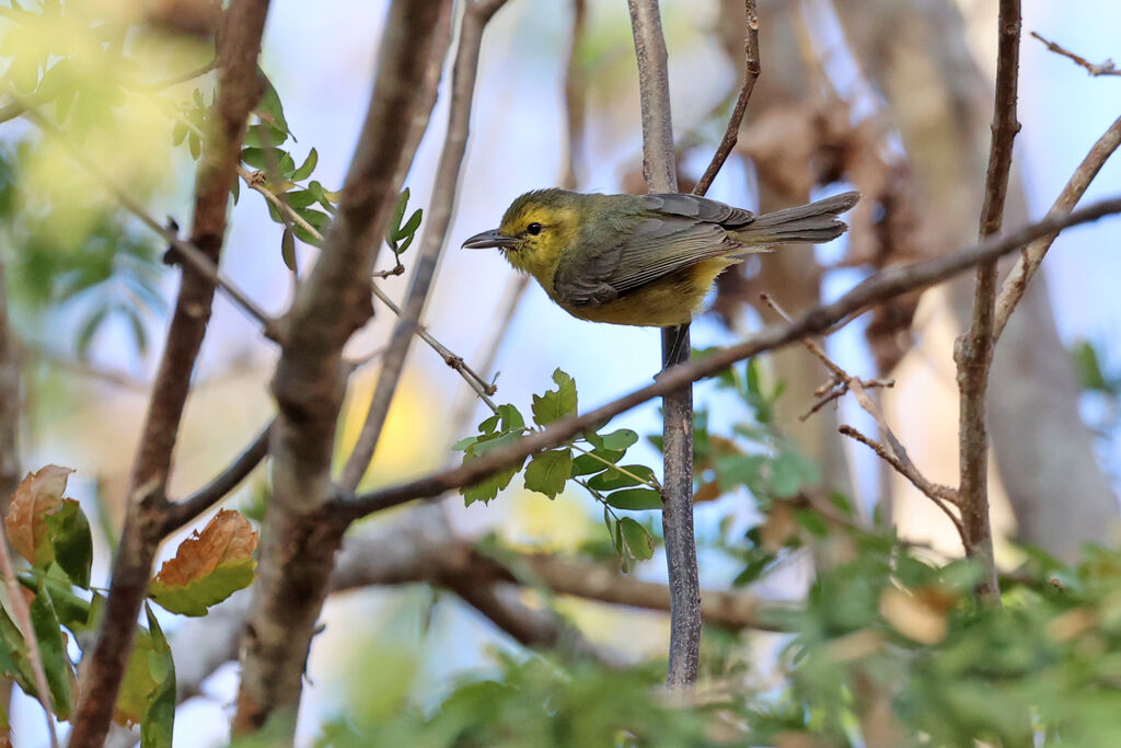 Golden Vireo